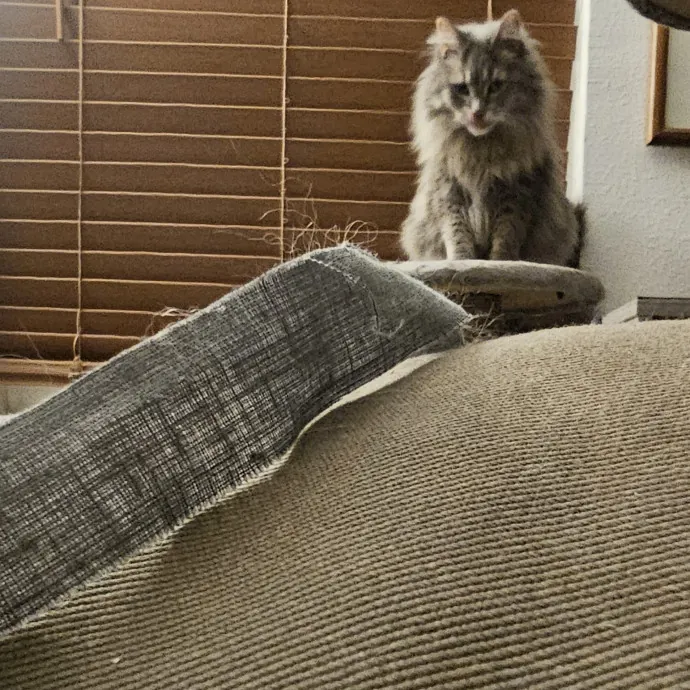 Purrfectly Grounded Cat Care By Aleah