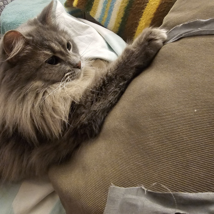 Purrfectly Grounded Cat Care By Aleah