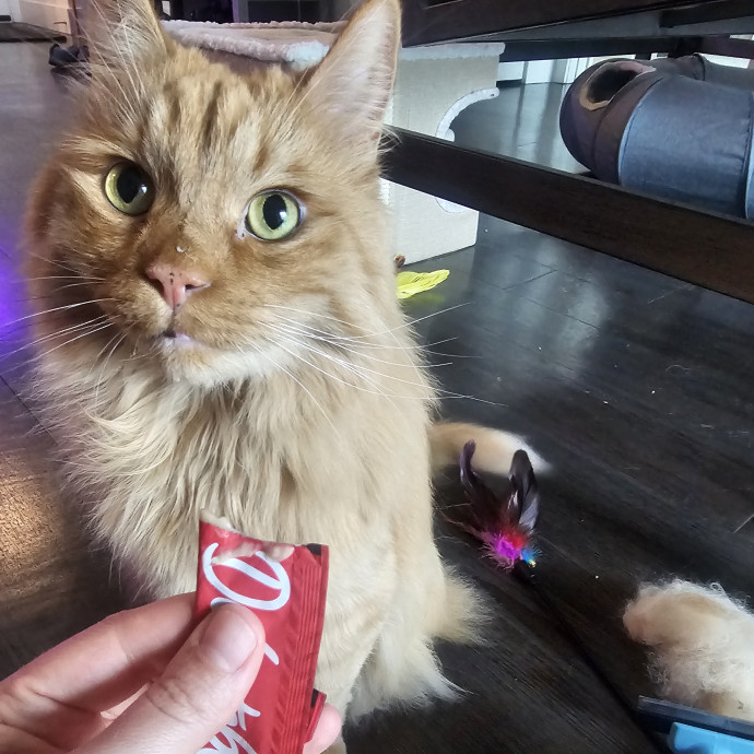 Purrfectly Grounded Cat Care By Aleah