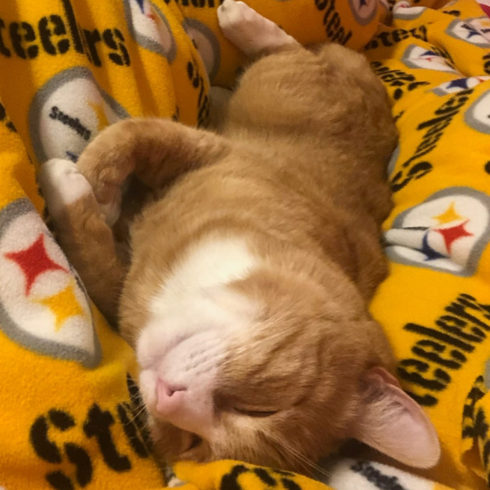Purrfectly Grounded Cat Care By Aleah