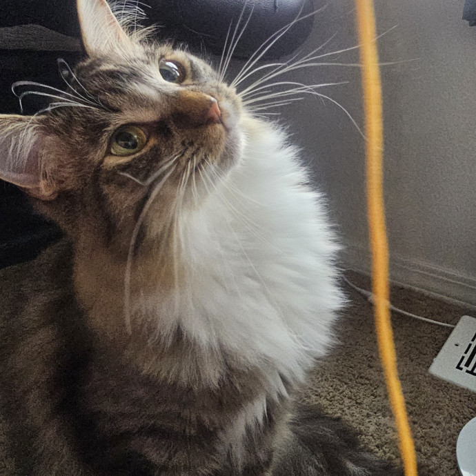 Purrfectly Grounded Cat Care By Aleah