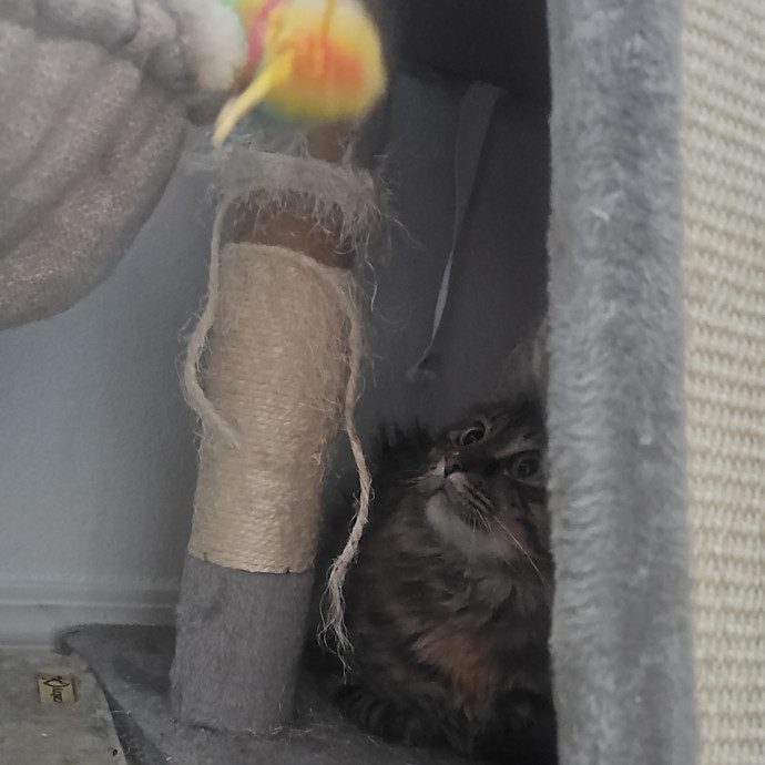 Purrfectly Grounded Cat Care By Aleah