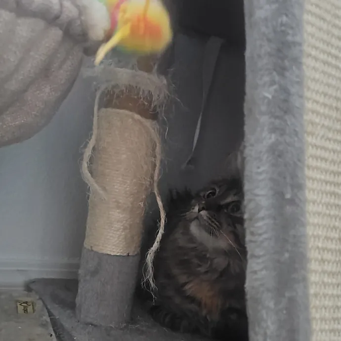 Purrfectly Grounded Cat Care By Aleah