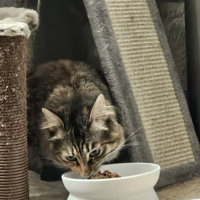 Purrfectly Grounded Cat Care By Aleah