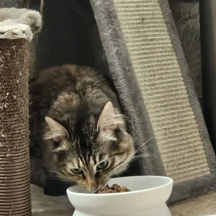 Purrfectly Grounded Cat Care By Aleah