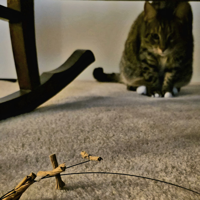 Purrfectly Grounded Cat Care By Aleah