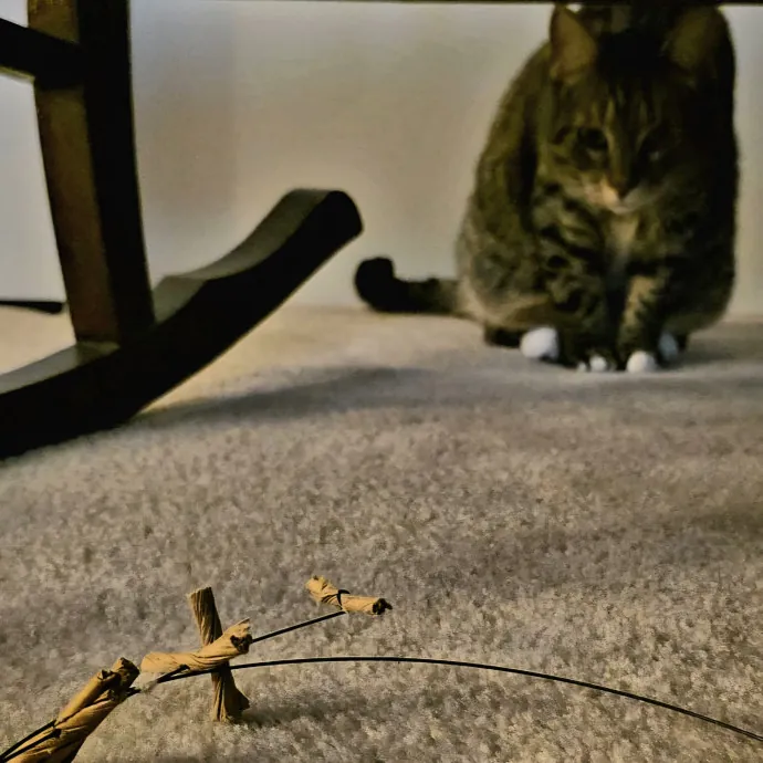 Purrfectly Grounded Cat Care By Aleah