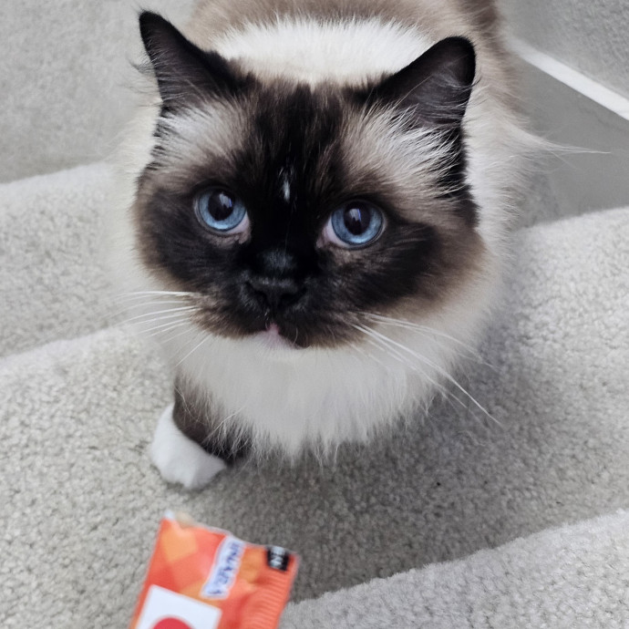 Purrfectly Grounded Cat Care By Aleah