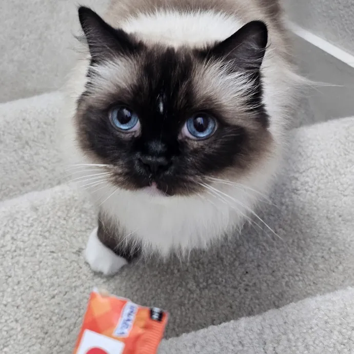 Purrfectly Grounded Cat Care By Aleah