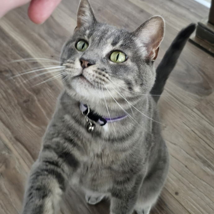 Purrfectly Grounded Cat Care By Aleah