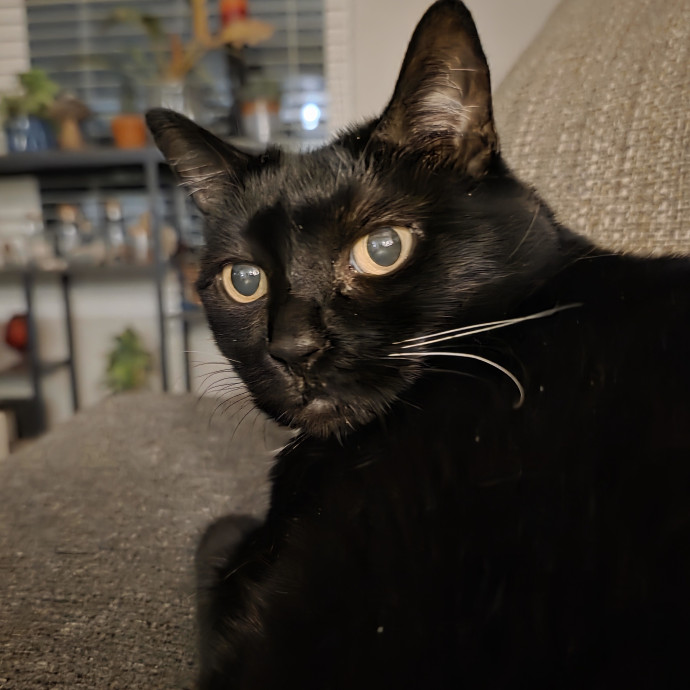 Purrfectly Grounded Cat Care By Aleah