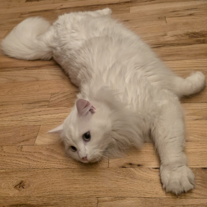 Purrfectly Grounded Cat Care By Aleah