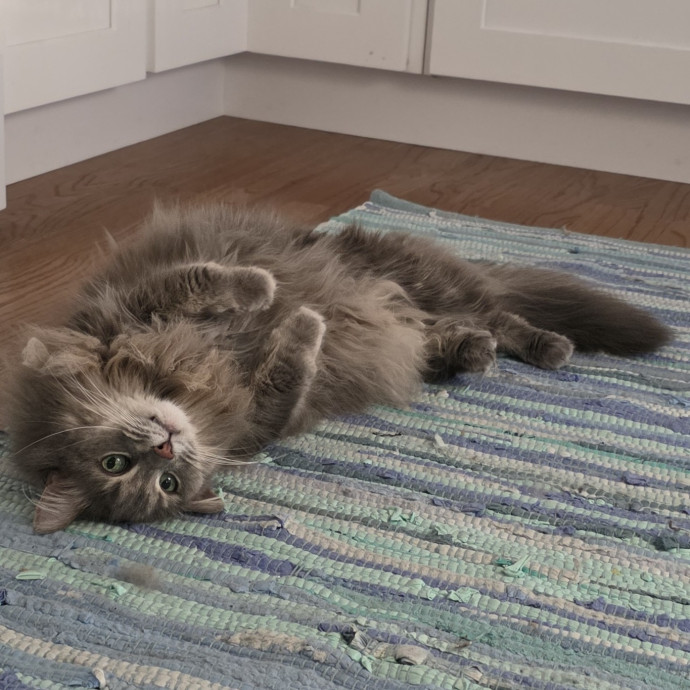 Purrfectly Grounded Cat Care By Aleah