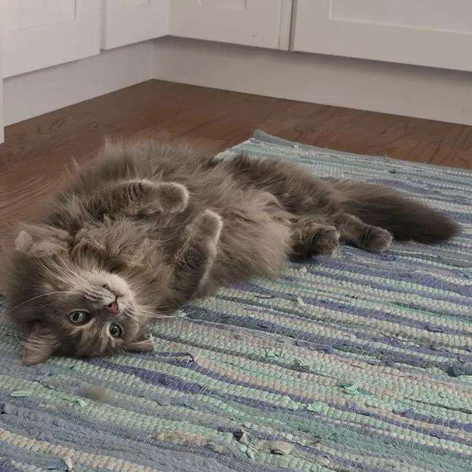 Purrfectly Grounded Cat Care By Aleah