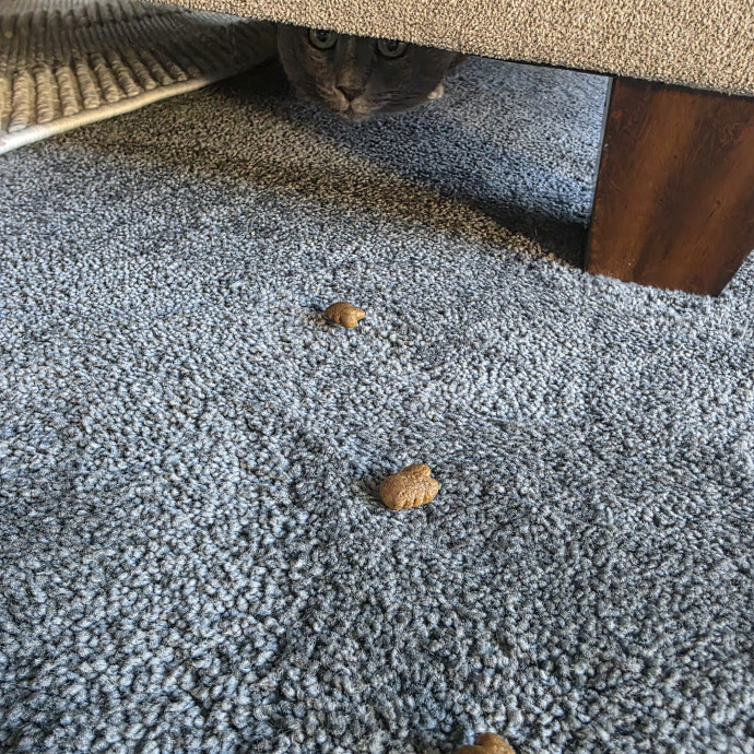 Purrfectly Grounded Cat Care By Aleah