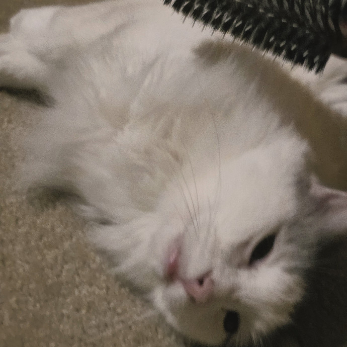 Purrfectly Grounded Cat Care By Aleah