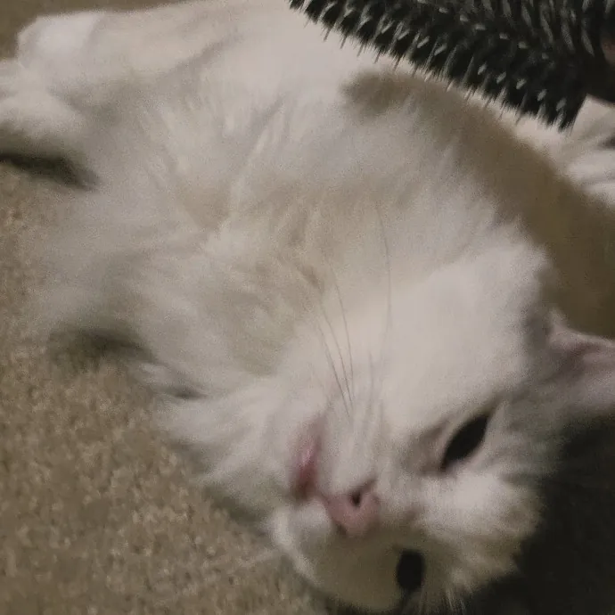 Purrfectly Grounded Cat Care By Aleah