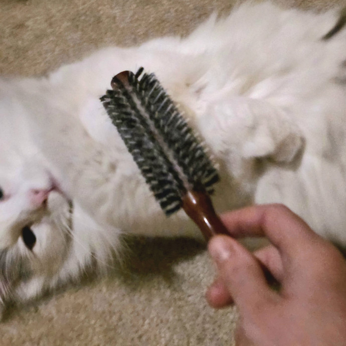 Purrfectly Grounded Cat Care By Aleah