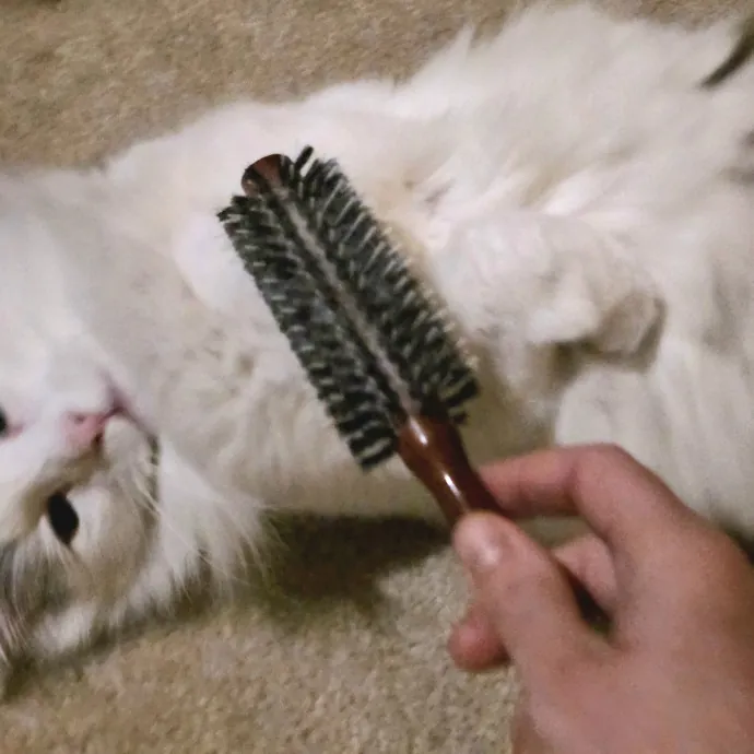 Purrfectly Grounded Cat Care By Aleah