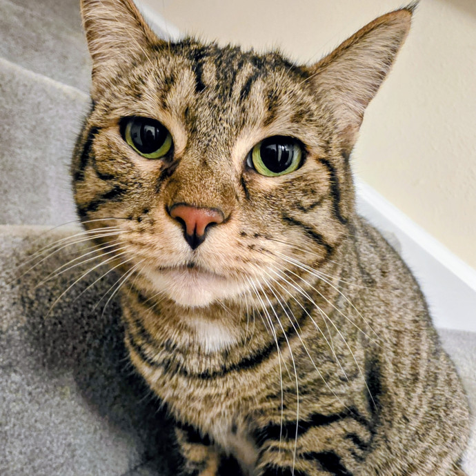 Purrfectly Grounded Cat Care By Aleah