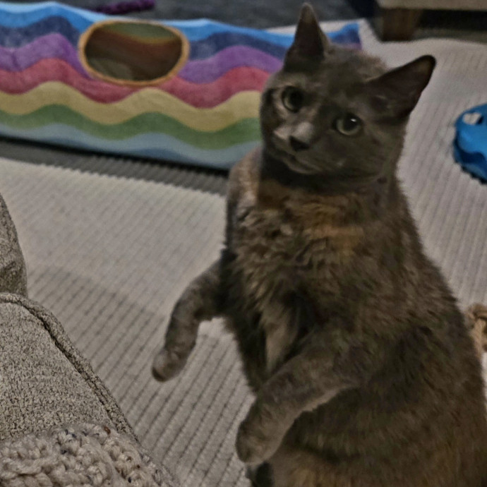 Purrfectly Grounded Cat Care By Aleah