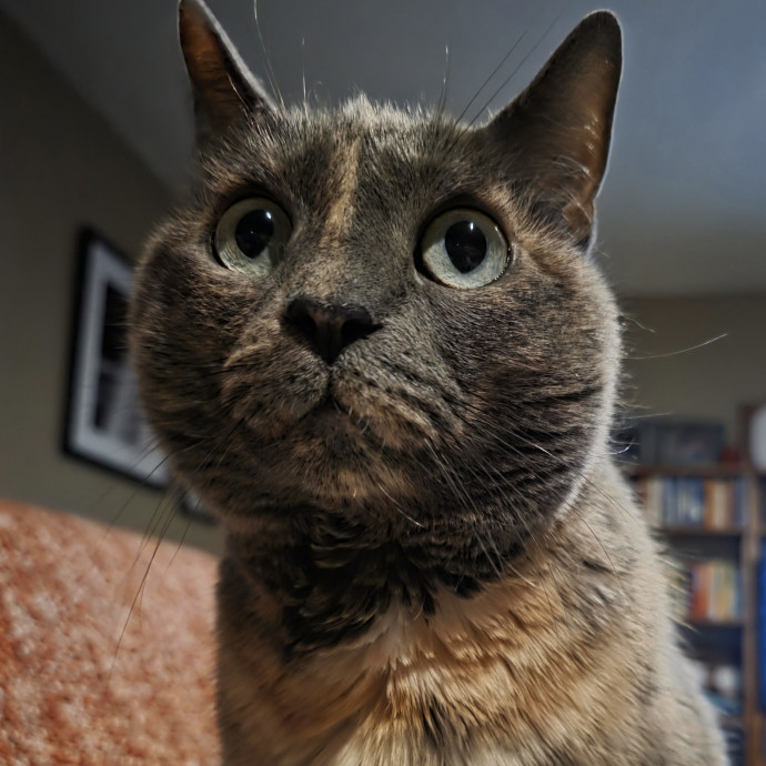Purrfectly Grounded Cat Care By Aleah