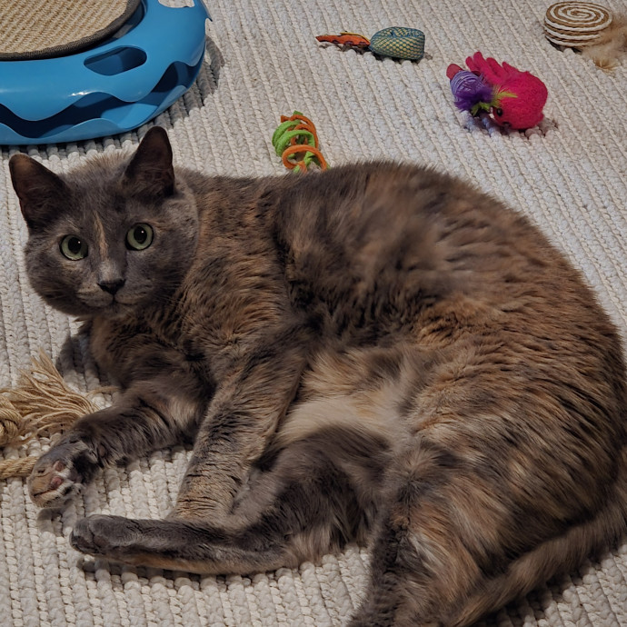 Purrfectly Grounded Cat Care By Aleah