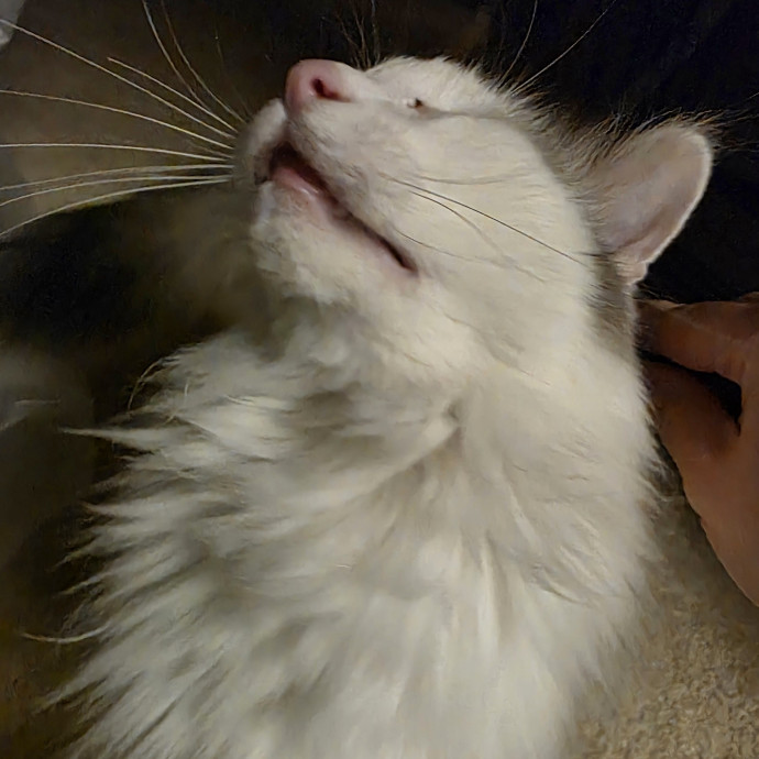 Purrfectly Grounded Cat Care By Aleah