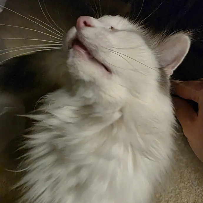Purrfectly Grounded Cat Care By Aleah