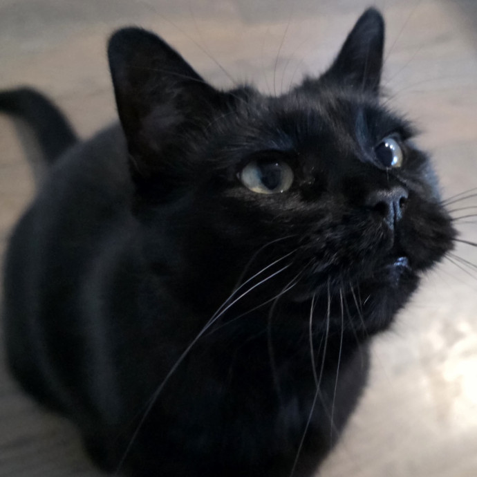 Purrfectly Grounded Cat Care By Aleah