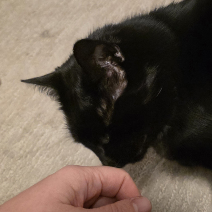 Purrfectly Grounded Cat Care By Aleah