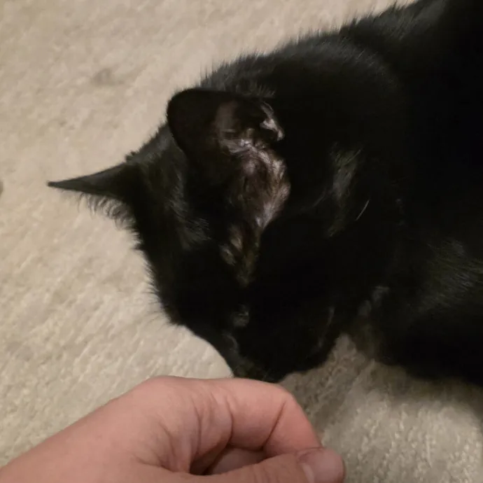 Purrfectly Grounded Cat Care By Aleah