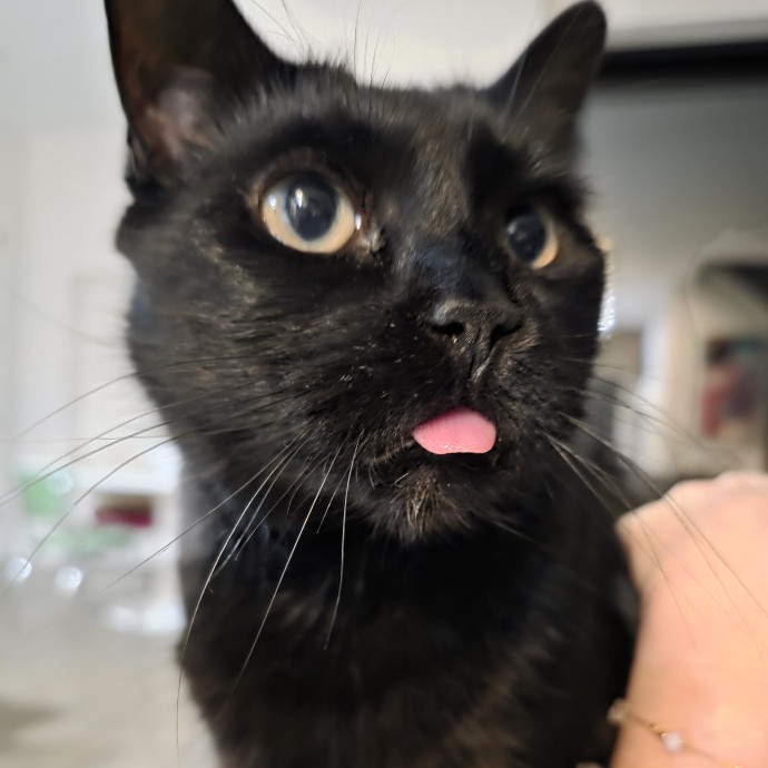 Purrfectly Grounded Cat Care By Aleah