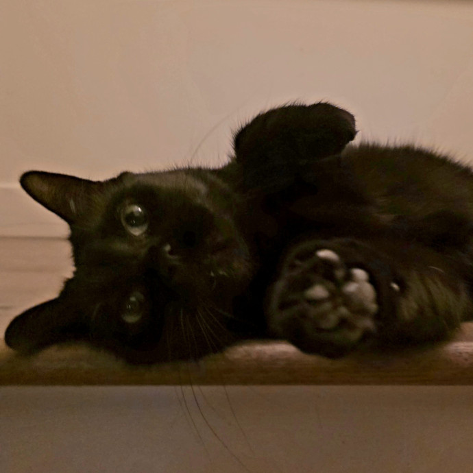 Purrfectly Grounded Cat Care By Aleah