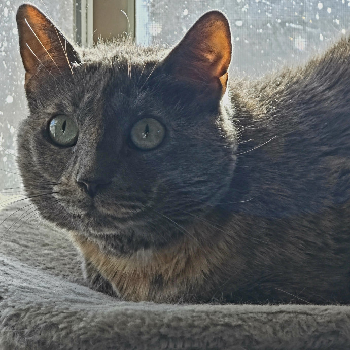 Purrfectly Grounded Cat Care By Aleah