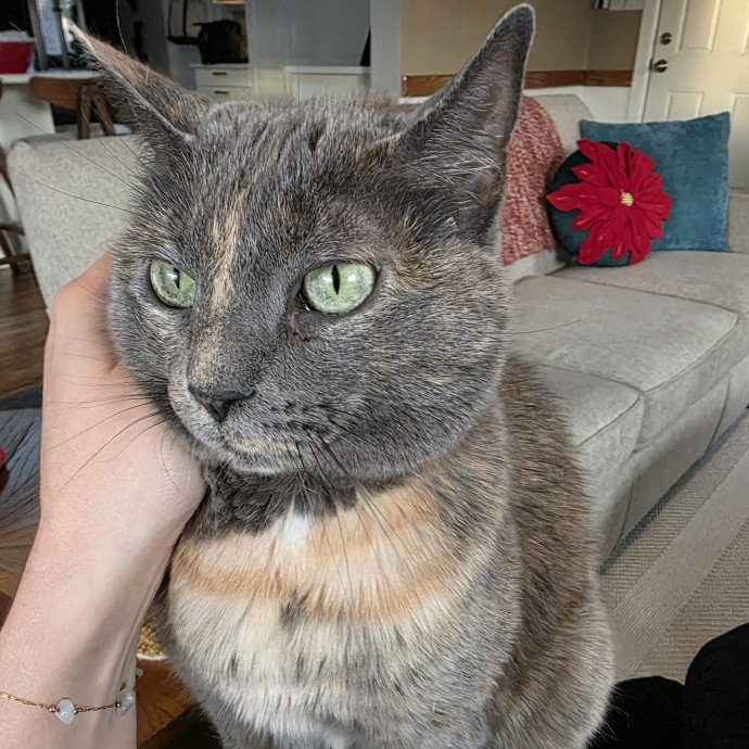 Purrfectly Grounded Cat Care By Aleah