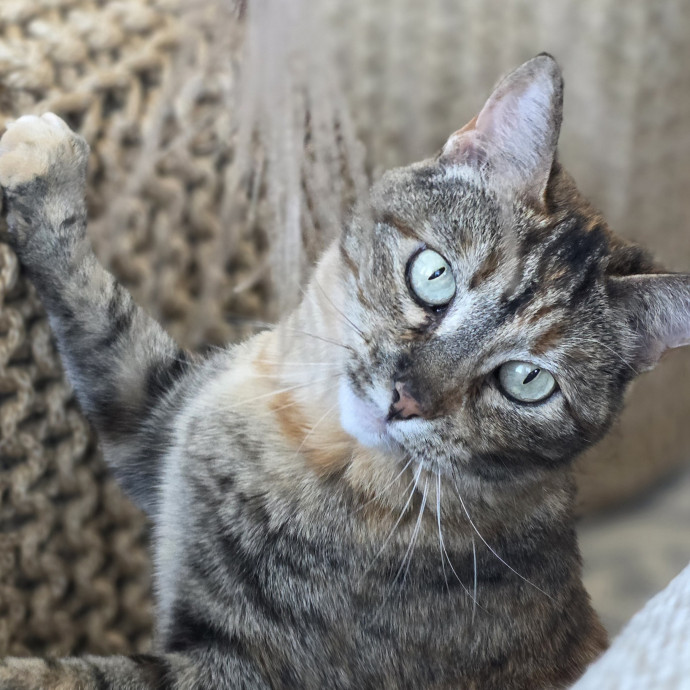 Purrfectly Grounded Cat Care By Aleah