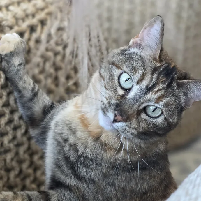 Purrfectly Grounded Cat Care By Aleah