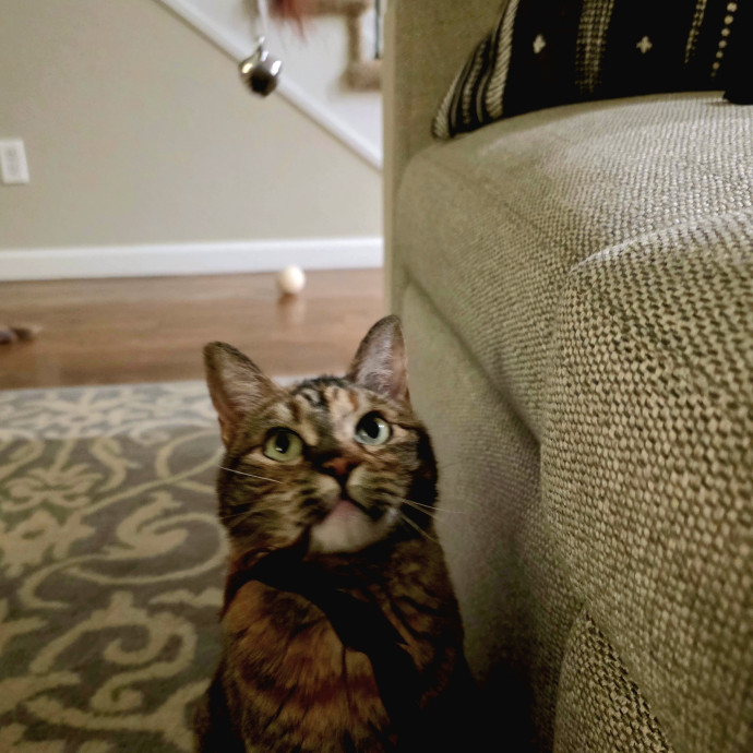 Purrfectly Grounded Cat Care By Aleah