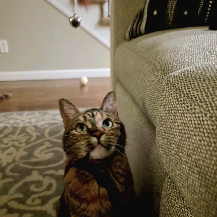 Purrfectly Grounded Cat Care By Aleah