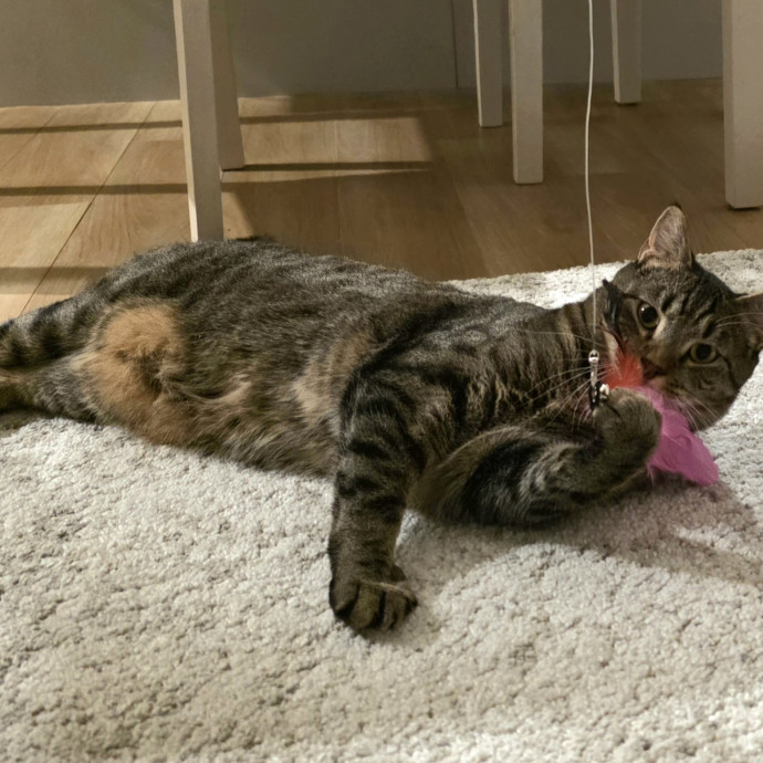 Purrfectly Grounded Cat Care By Aleah