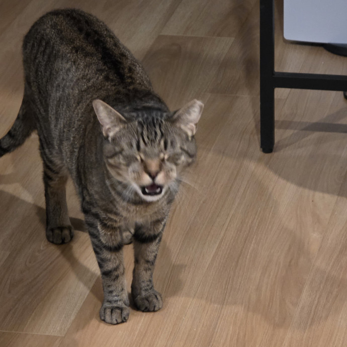 Purrfectly Grounded Cat Care By Aleah
