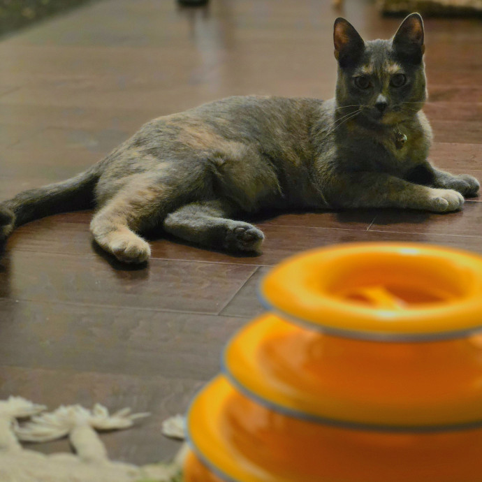 Purrfectly Grounded Cat Care By Aleah