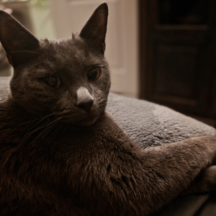 Purrfectly Grounded Cat Care By Aleah