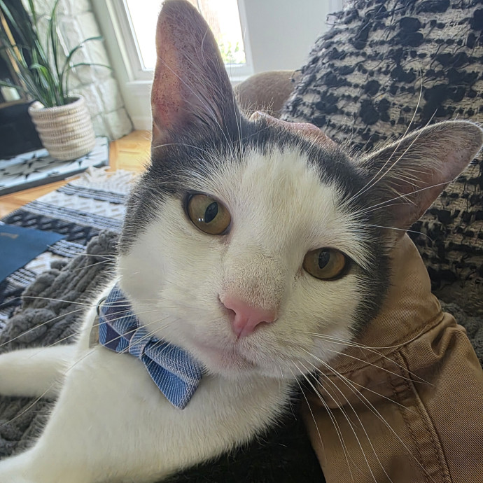 Purrfectly Grounded Cat Care By Aleah