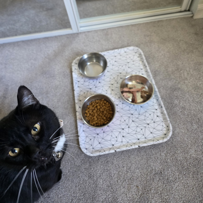 Purrfectly Grounded Cat Care By Aleah