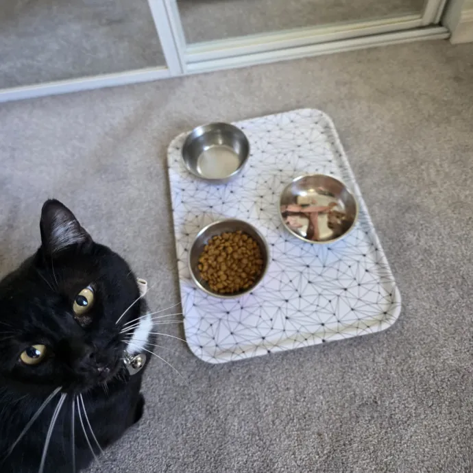 Purrfectly Grounded Cat Care By Aleah