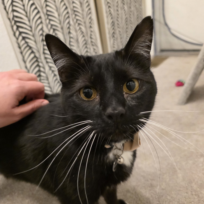 Purrfectly Grounded Cat Care By Aleah