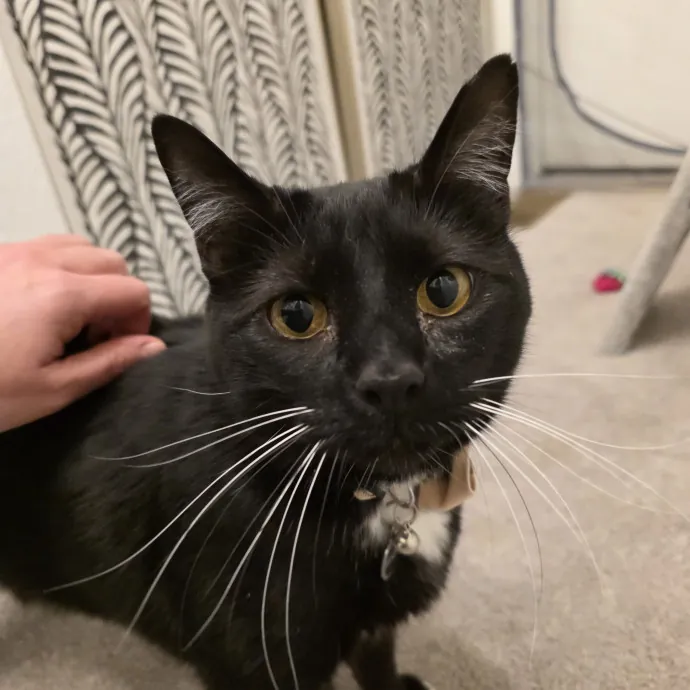 Purrfectly Grounded Cat Care By Aleah