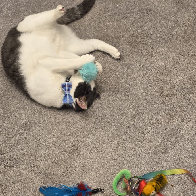 Purrfectly Grounded Cat Care By Aleah